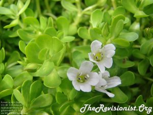 bacoap monnieri or water hyssop closeup with white beautiful flowers, with yellow green oblong leaves