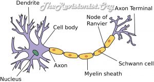cell body of a neuron, myelin sheath, node of ranvier, axon & dendrite
