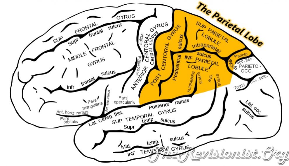 parietal lobe highlighted in yellow