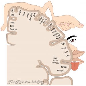 Homunculus map showing somatosensory cortex relationship to senses