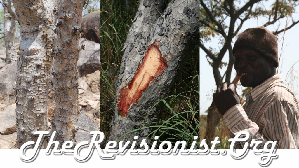 Boswellia Dalzielii bark, exposed trunk, and man chewing bark