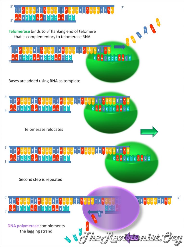Telomerase Process Gene Alleles