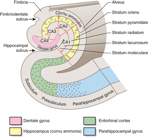 hippocampus proper anatomy diagram map